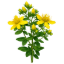 Balderkraut